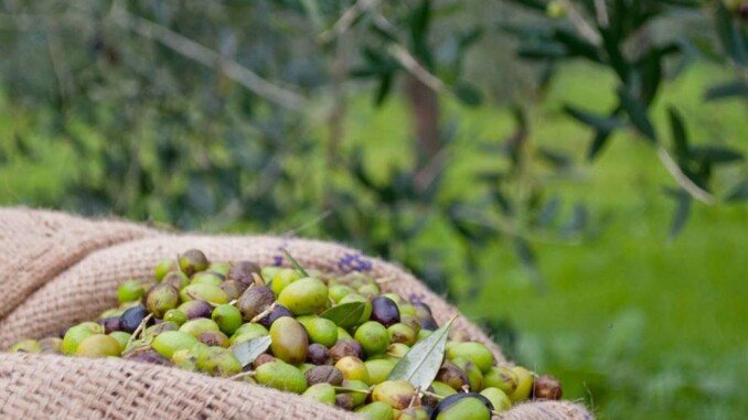 olioevo nuovi risultati xylella