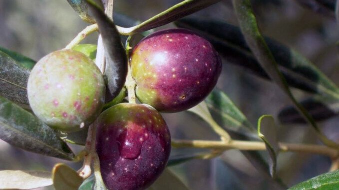 oliva di gaeta dop