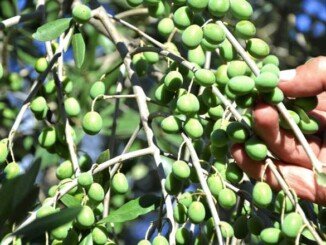 olio extravergine di oliva ravece