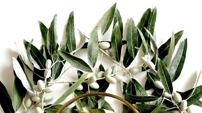 benefici-olio-oliva Benefici olio d'oliva